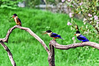 《符文工房：龙之天地》全球销量突破50万份 官方发图庆祝！